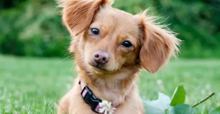 10 Small Dog Breeds That Don’t Like Other Dogs (And 5 That Absolutely Love Them)