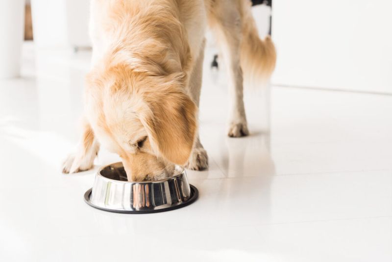Regular Feeding Schedule