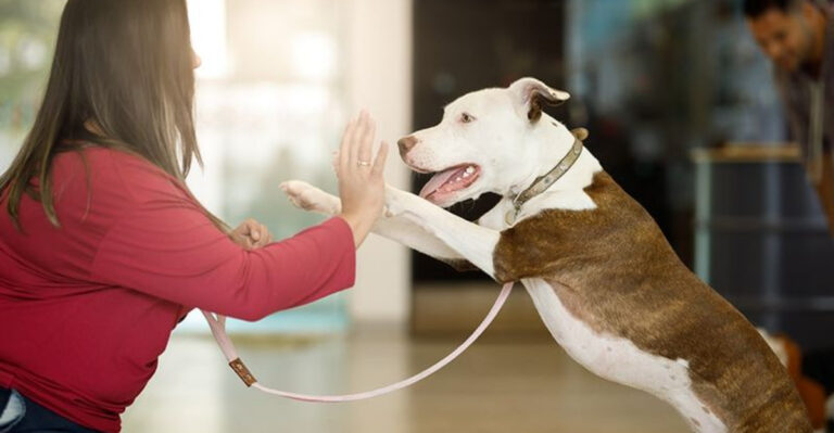 10 Small Things That Keep Your Dog Happy And Secure (And 5 Habits That Can Stress Them Out)