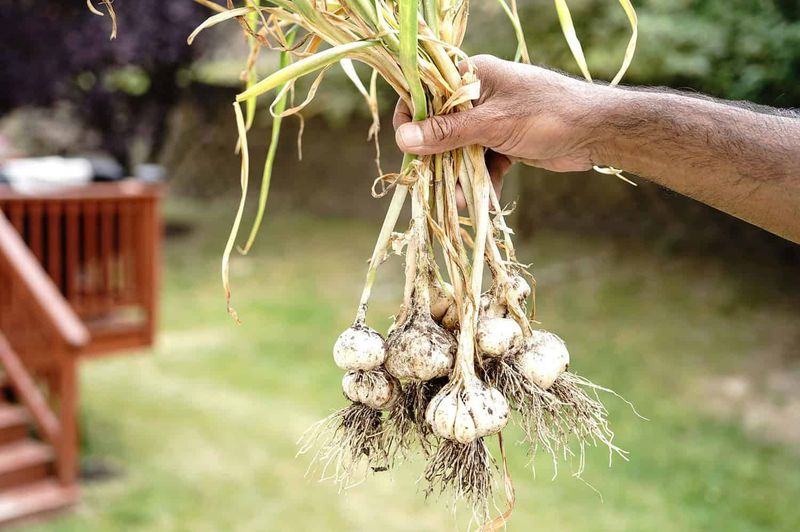 Garlic's Pungent Punch