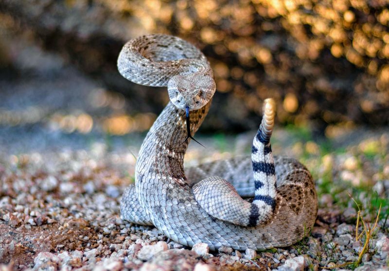 Rattlesnakes