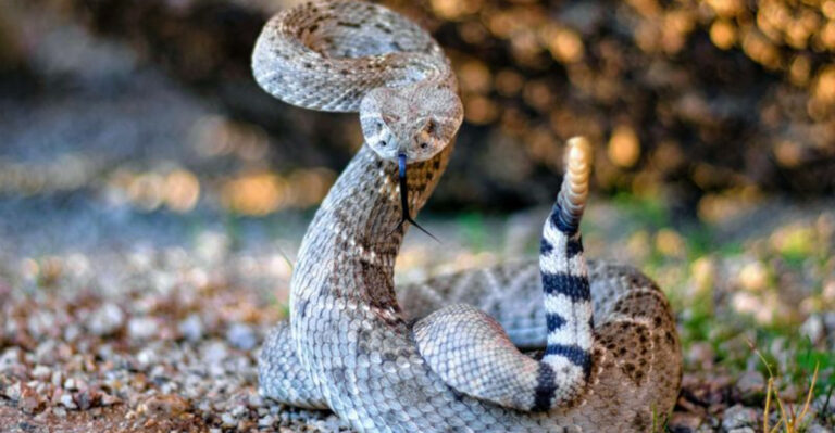 10 Snake Species That Warn Before They Strike (And 4 That Attack Without Warning)
