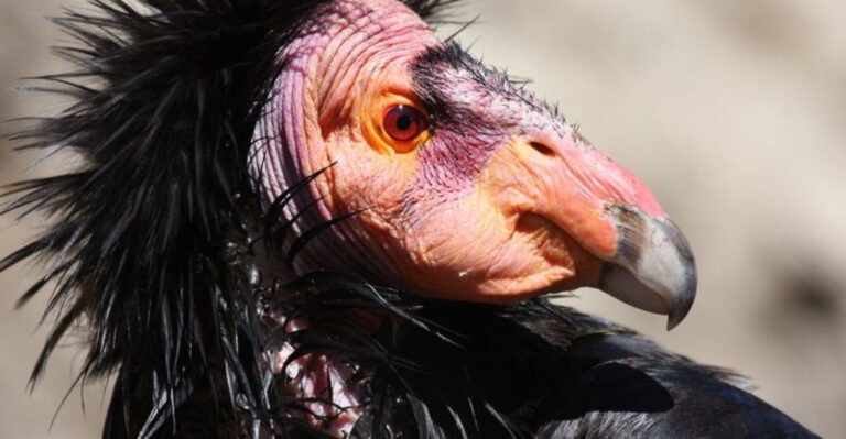 10 Species Lost Due To Human Activity (And 5 We Helped Return To Life)