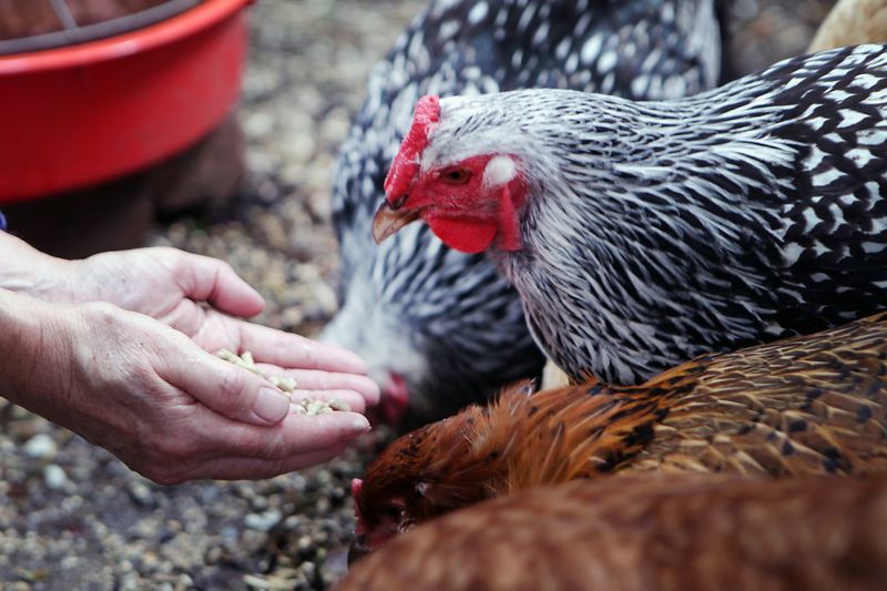 Salmonella Outbreaks