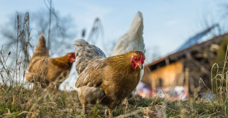 10 Surprising Dangers Of Raising Chickens In Your Backyard (And 5 Tips To Keep It Safe)