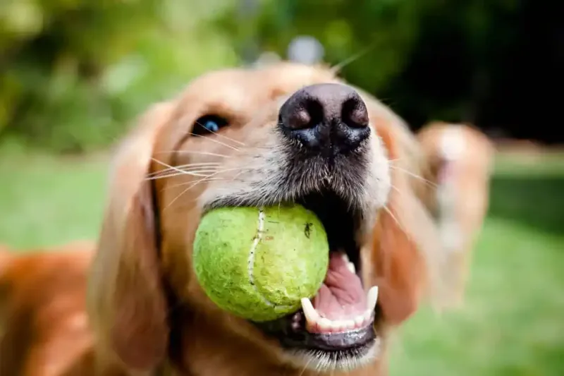 Golden Retrievers