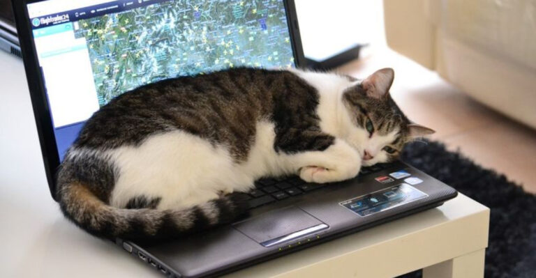 10 Things In Your Home That Are No Longer Yours (Your Cat Owns Them Now)