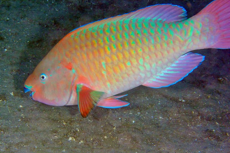 All Parrot Fish Are Green