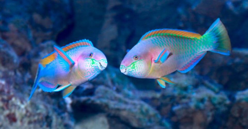 Fish Always 10 Things People Always Get Wrong About Parrot Fish
