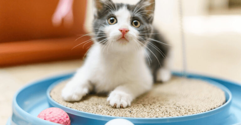 10 Things Pets Love That Most Owners Don’t Do Enough
