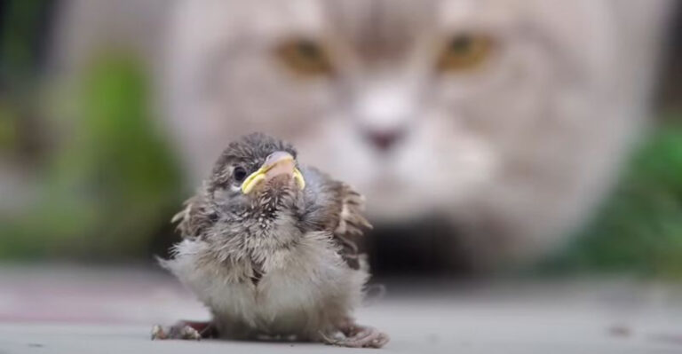 10 Things That Hurt Baby Birds And 5 Ways To Keep Them Safe
