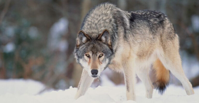 10 Things To Do If You Encounter A Wolf And 5 Mistakes To Avoid