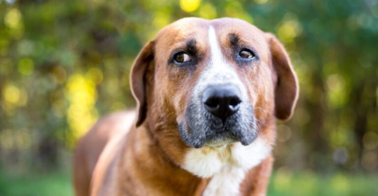 10 Things Your Dog Would Say If They Could Talk