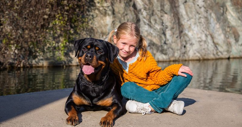 Rottweilers: The Misunderstood Teddy Bears