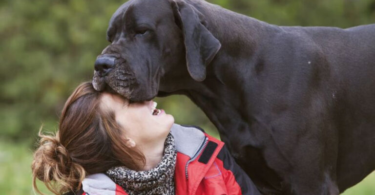 10 Tough-Looking Dog Breeds That Are Surprisingly Friendly (And 5 Adorable Dogs With A Fierce Side)