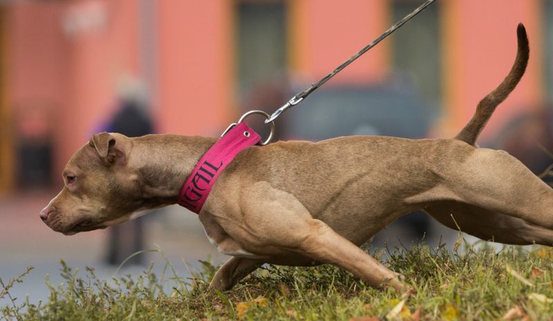 Harsh Leash Corrections
