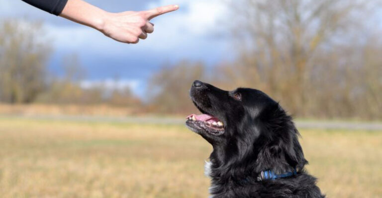 10 Training Methods That Don't Work On Sensitive Dogs (And 5 That Do)