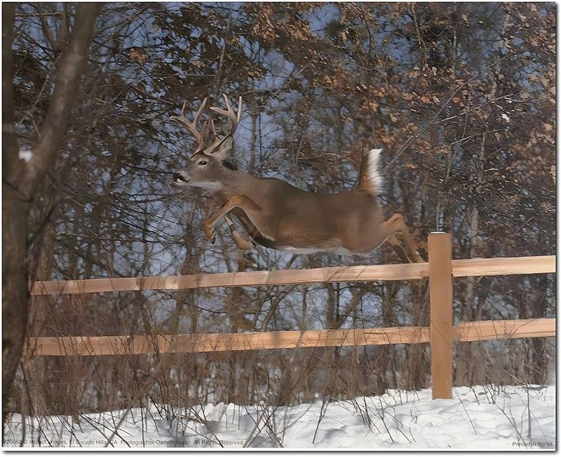 Incredible Jumpers That Clear 8-Foot Fences
