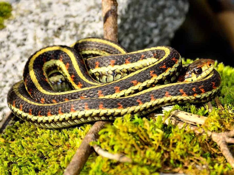 Alaska: The Snake-Free Frontier