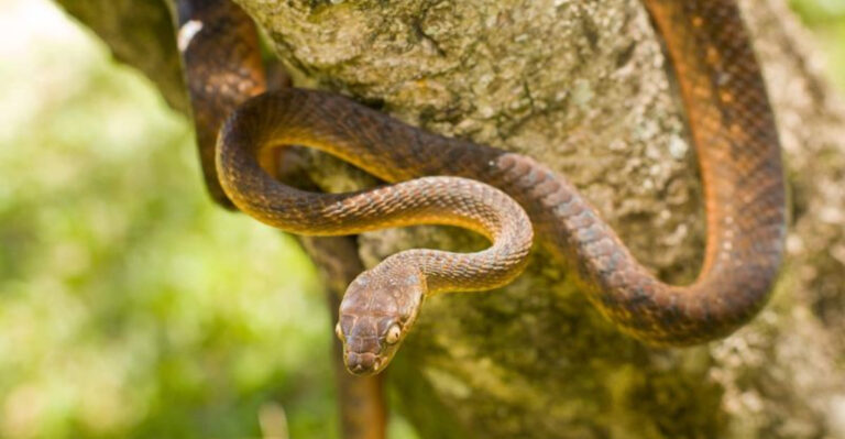 10 U.S. States Where You'll Rarely See Snakes And 5 Where They Thrive