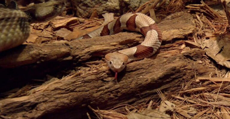 10 U.S. States With The Most Reported Copperhead Bites