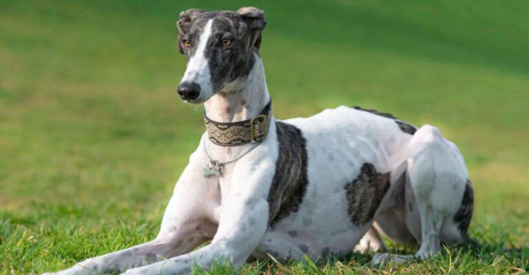 10 Ultimate Dog Breeds That Are Naturally Well-Behaved (And 5 That Are Naturally Mischievous)