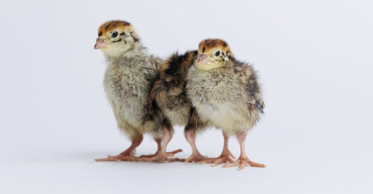 10 Why Raising Quail Might Be Better Than Chickens (Plus 3 Beginner Tips)
