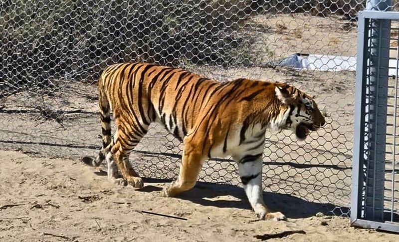 Caspian Tiger