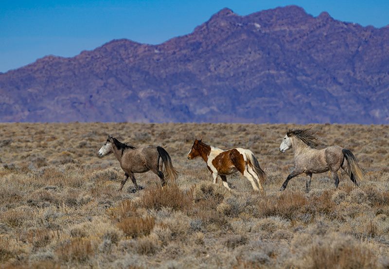 Mustang