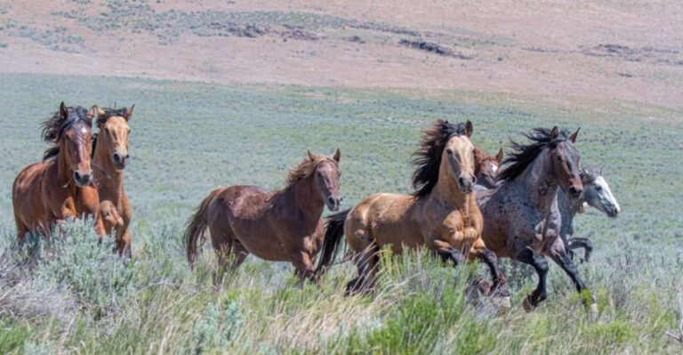 10 Wild Equines Of The American West And Why They’re Illegal To Own