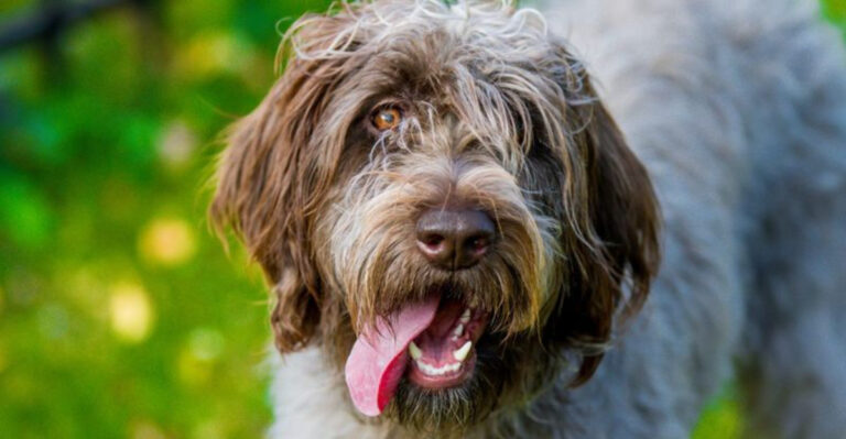 10 Dog Breeds Losing Popularity According To The AKC And 4 That Are On The Rise