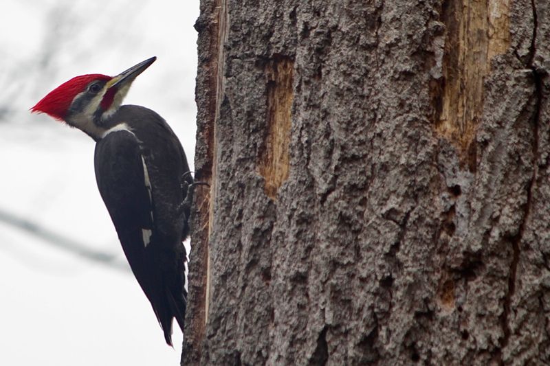 Rock Star Of The Woodlands: The Pileated Woodpecker