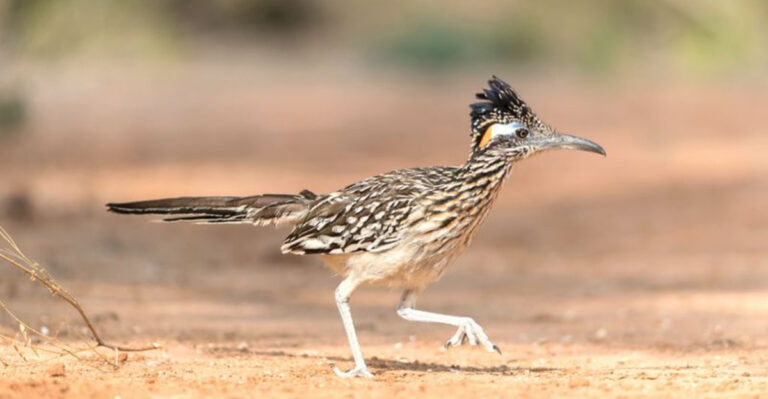 11 Birds With Mohawks: Nature's Own Punk Rockers