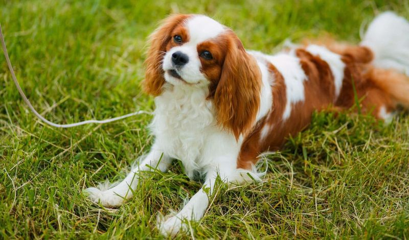 Cavalier King Charles Spaniels