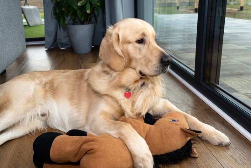 Golden Retrievers
