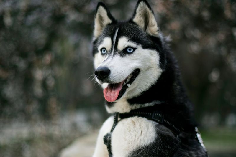 Siberian Husky