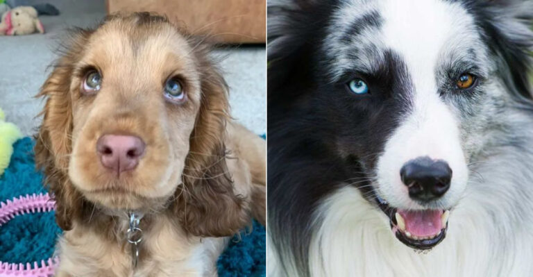 11 Dog Breeds With Mesmerizing Eyes (And 4 With Distinctive Tails)