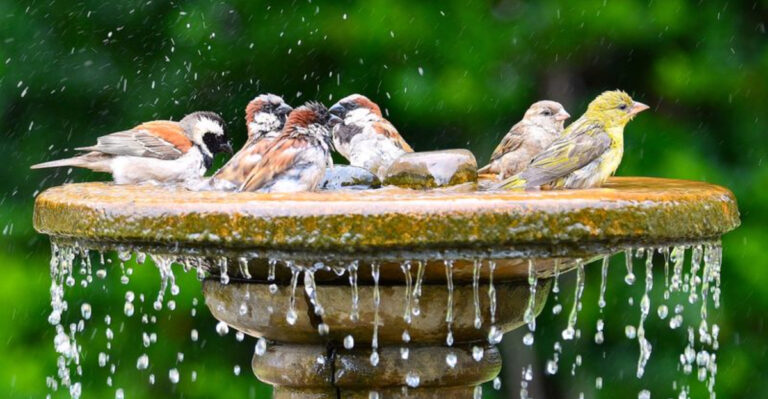 11 Easy Tips For Feeding Birds During The Summer Heat