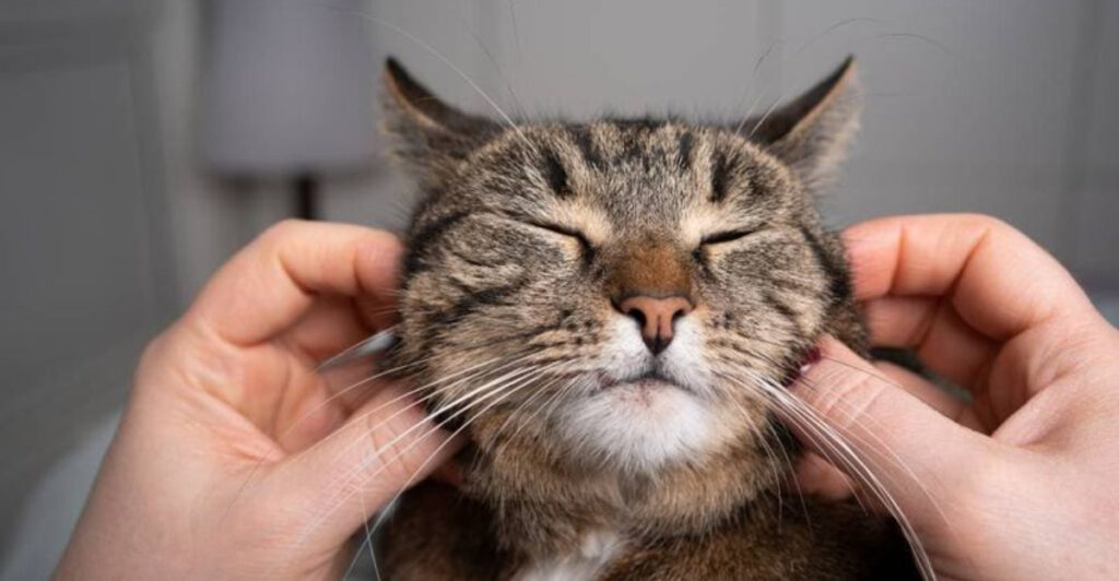 Image showcasing 11 Easy Ways To Soothe Your Cat's Anxiety