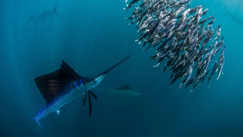 Sailfish