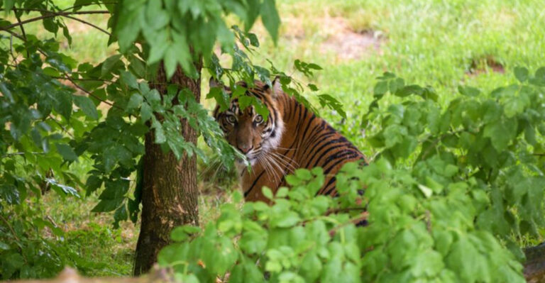 11 Silent Predators That Hunt Without A Sound