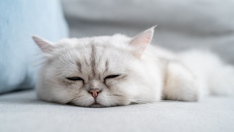 Excessive Sleeping Beyond Normal Hours