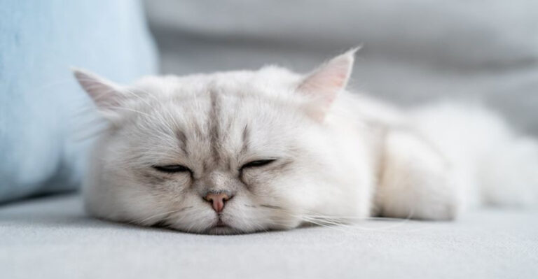 11 Sleeping Habits That Might Reveal Health Problems In Cats
