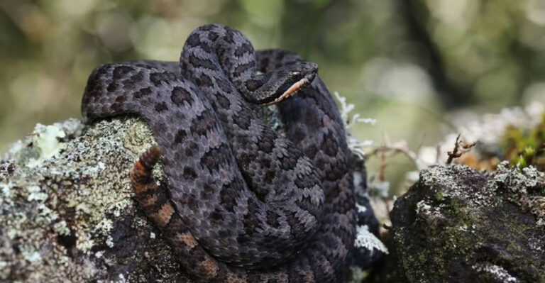 11 U.S. States With The Least Number Of Snakes