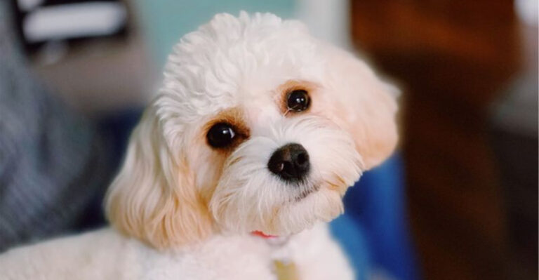 11 Adorable Crossbreed Dogs That Are Just As Cute And 4 Purebreds That Are Truly Unique
