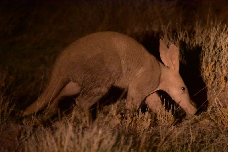 Aardvark