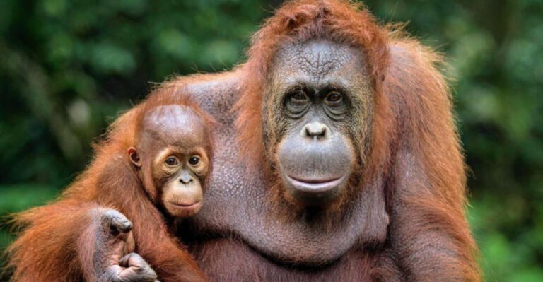 12 Animal Species That Raise Their Young In Ways Similar To Humans