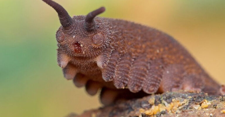 12 Animal Species That Stopped Evolving Millions Of Years Ago