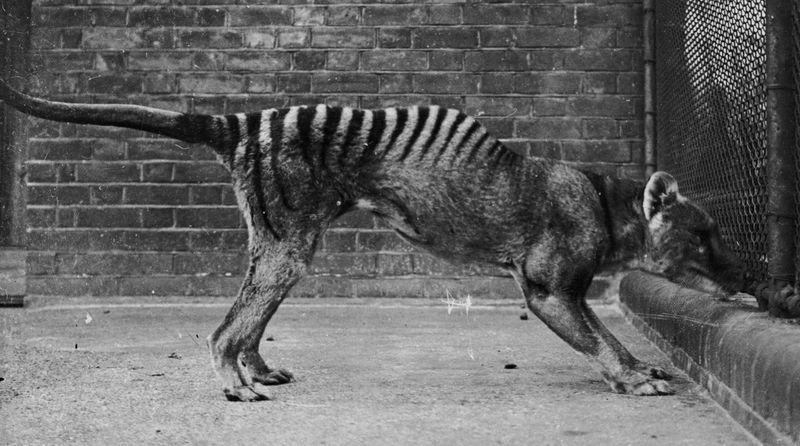 Tasmanian Tiger (Thylacine)