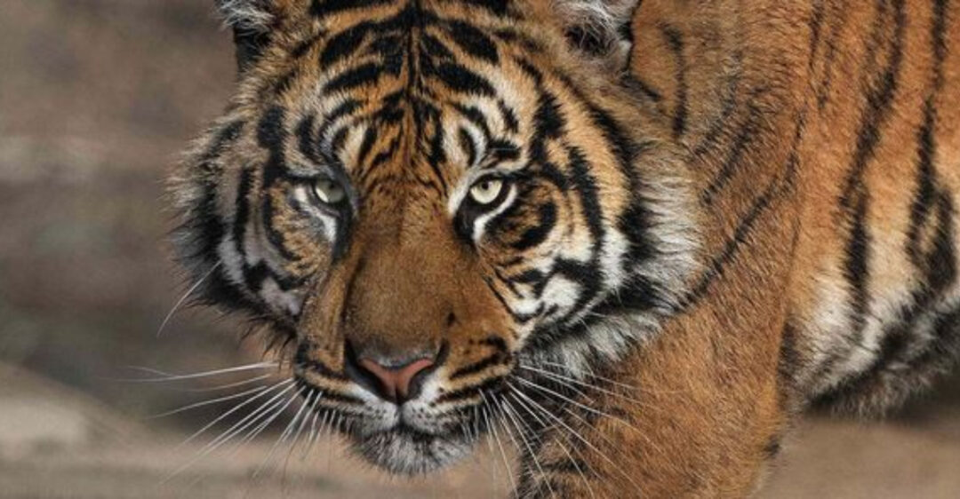 12 Animals Once Declared Extinct That Might Still Exist